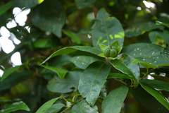 Dimorphocalyx glabellus